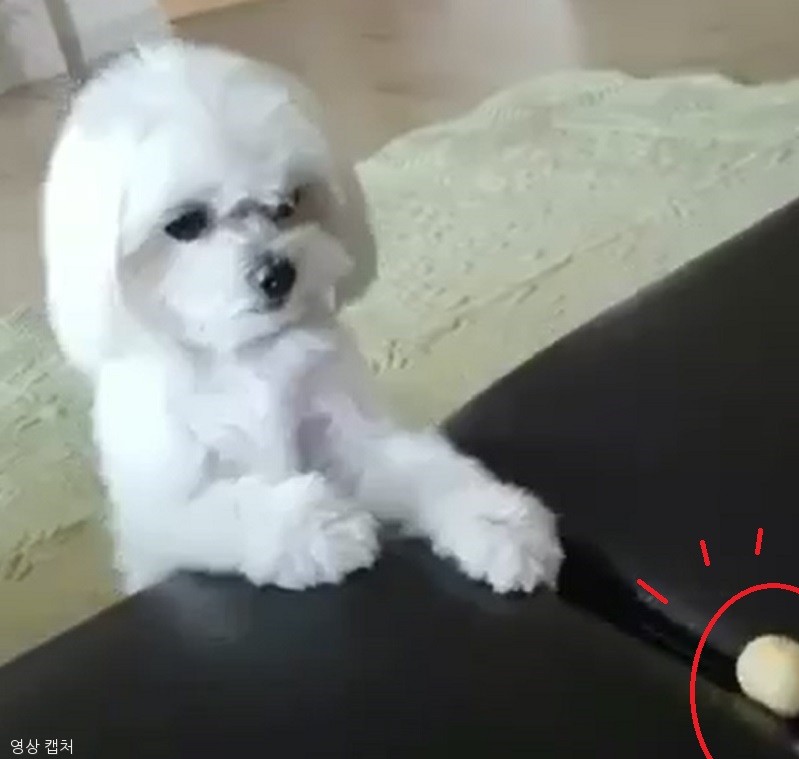 노트펫