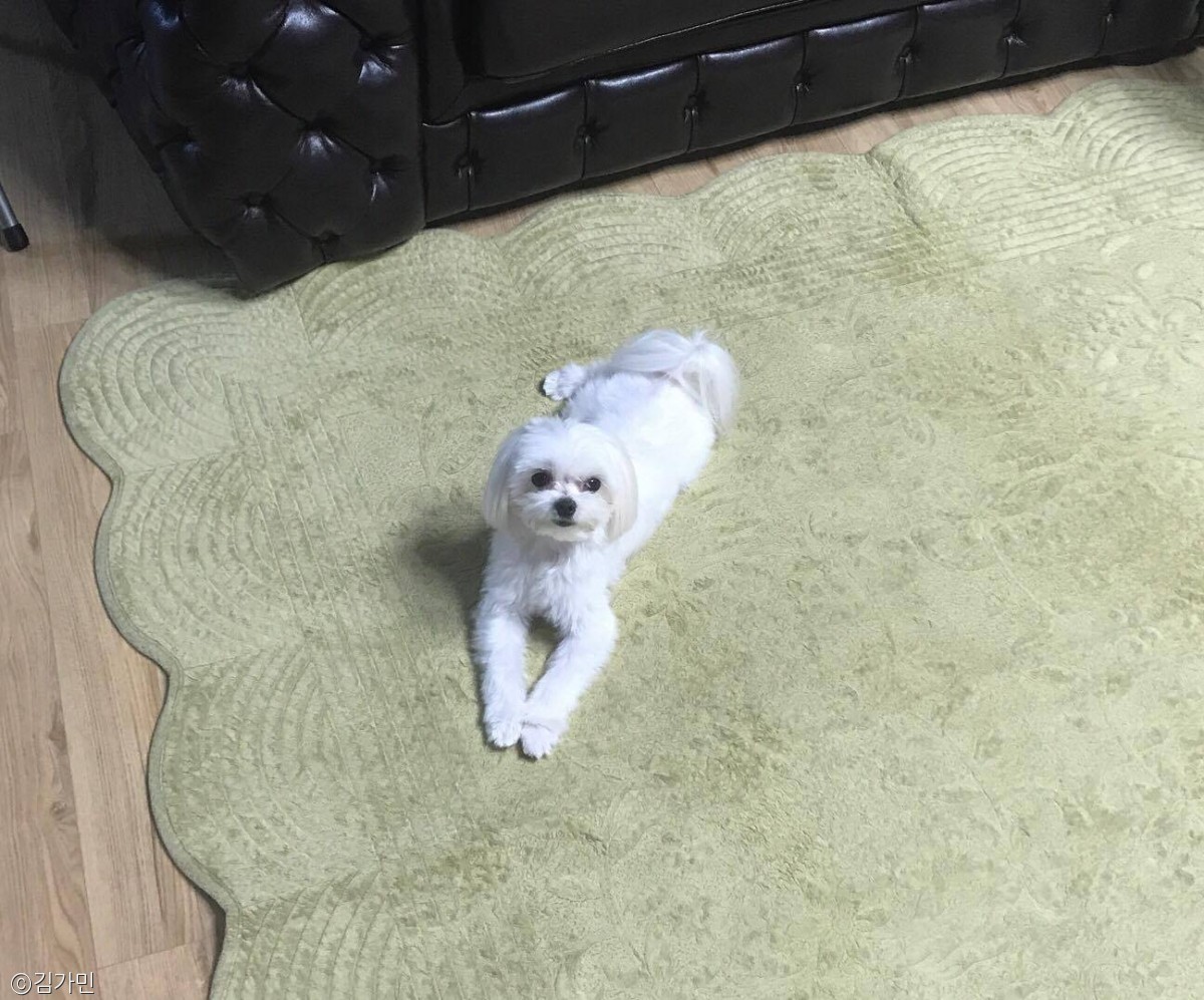 노트펫
