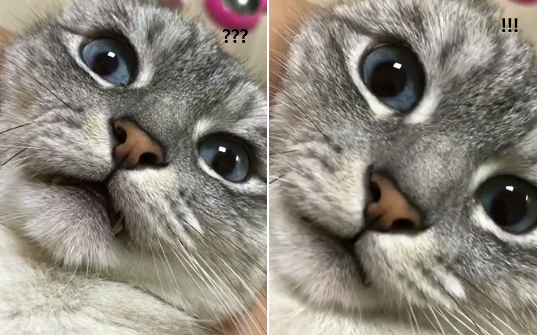 노트펫