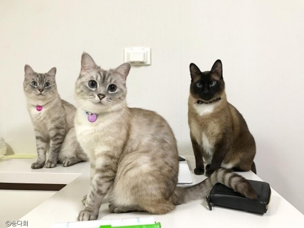 노트펫