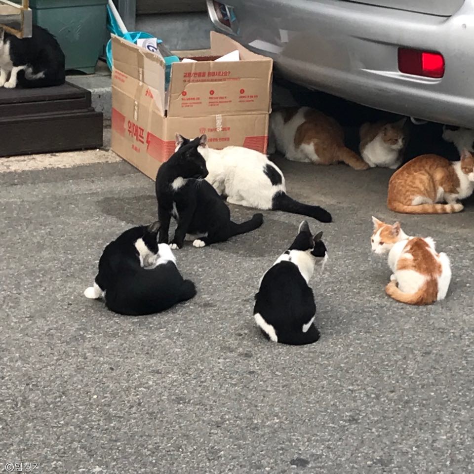 노트펫