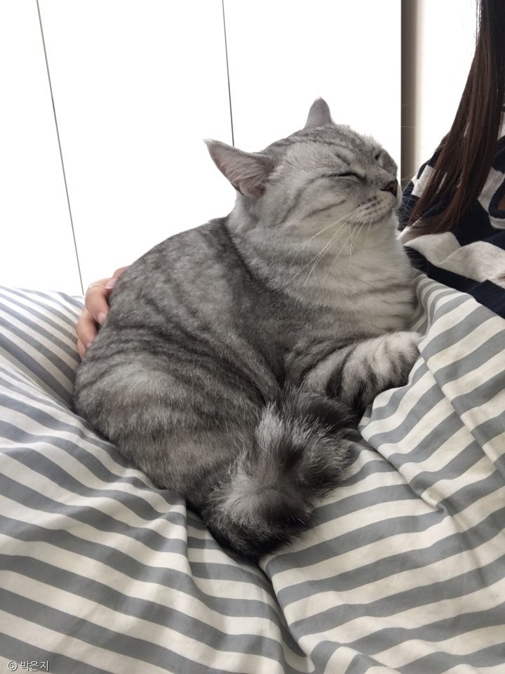 노트펫