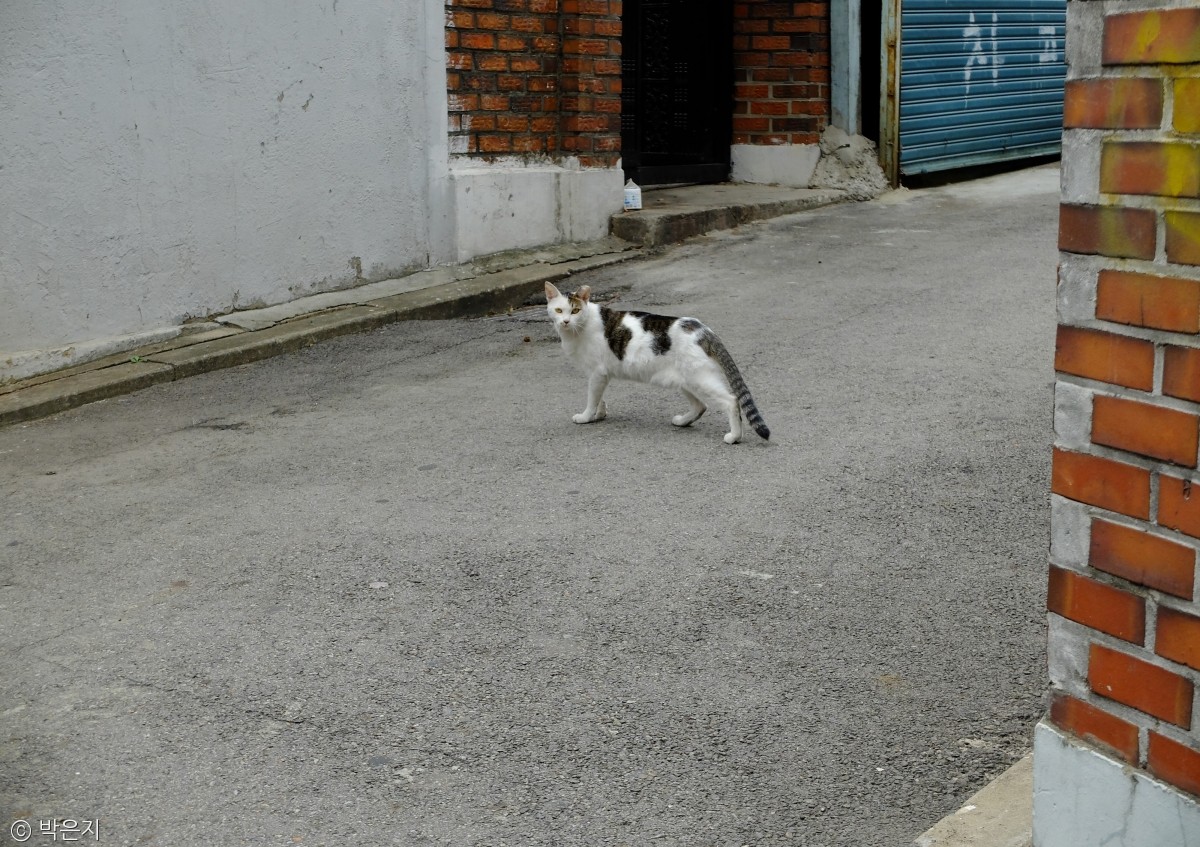 노트펫