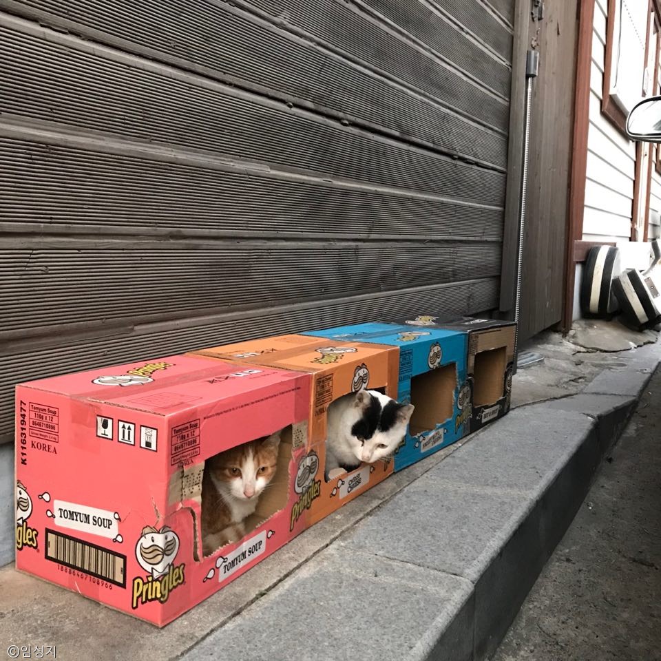 노트펫