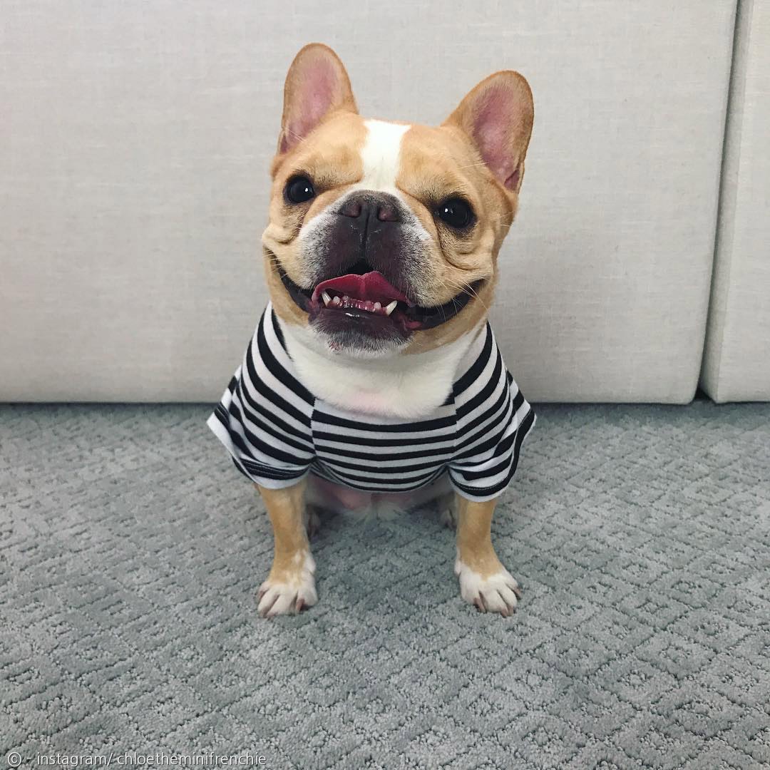 노트펫
