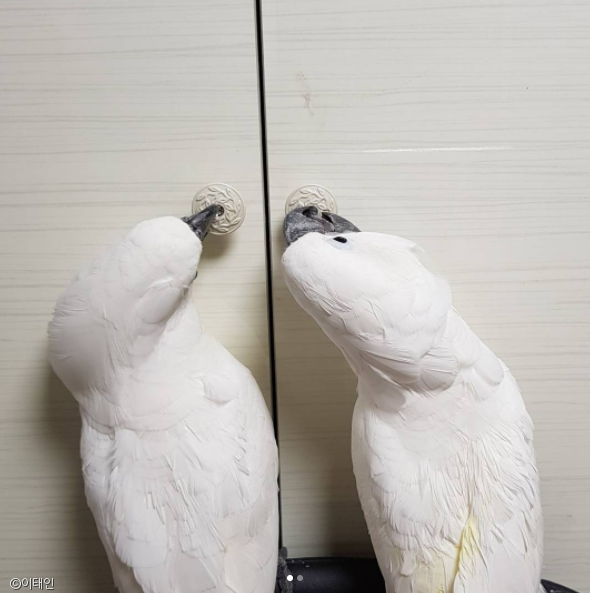 노트펫