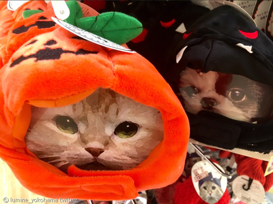 노트펫
