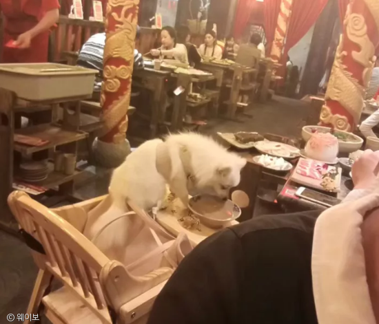 노트펫