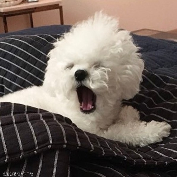 노트펫