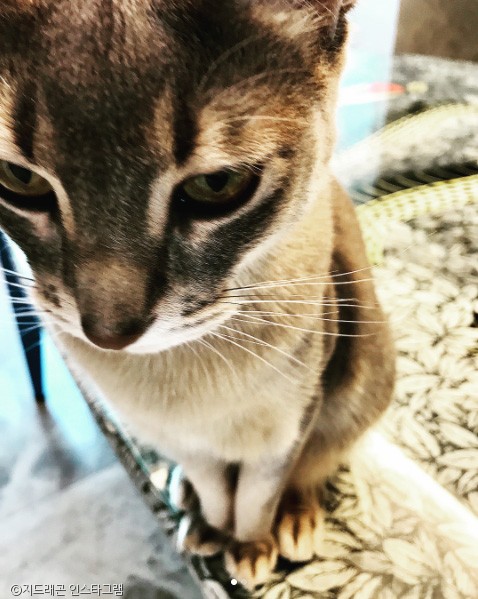 노트펫
