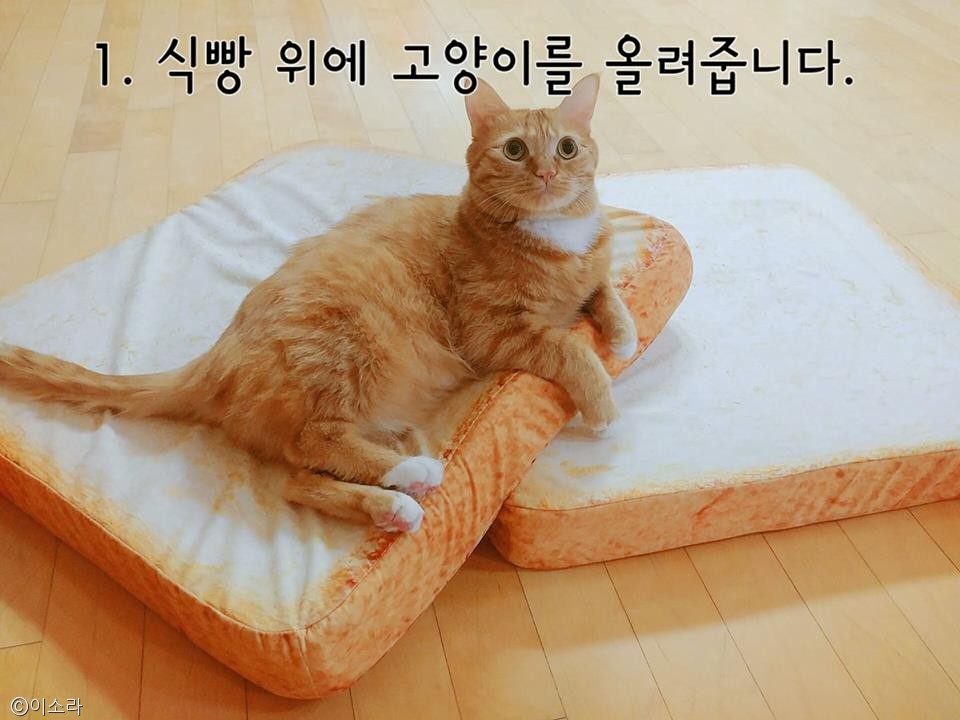 노트펫