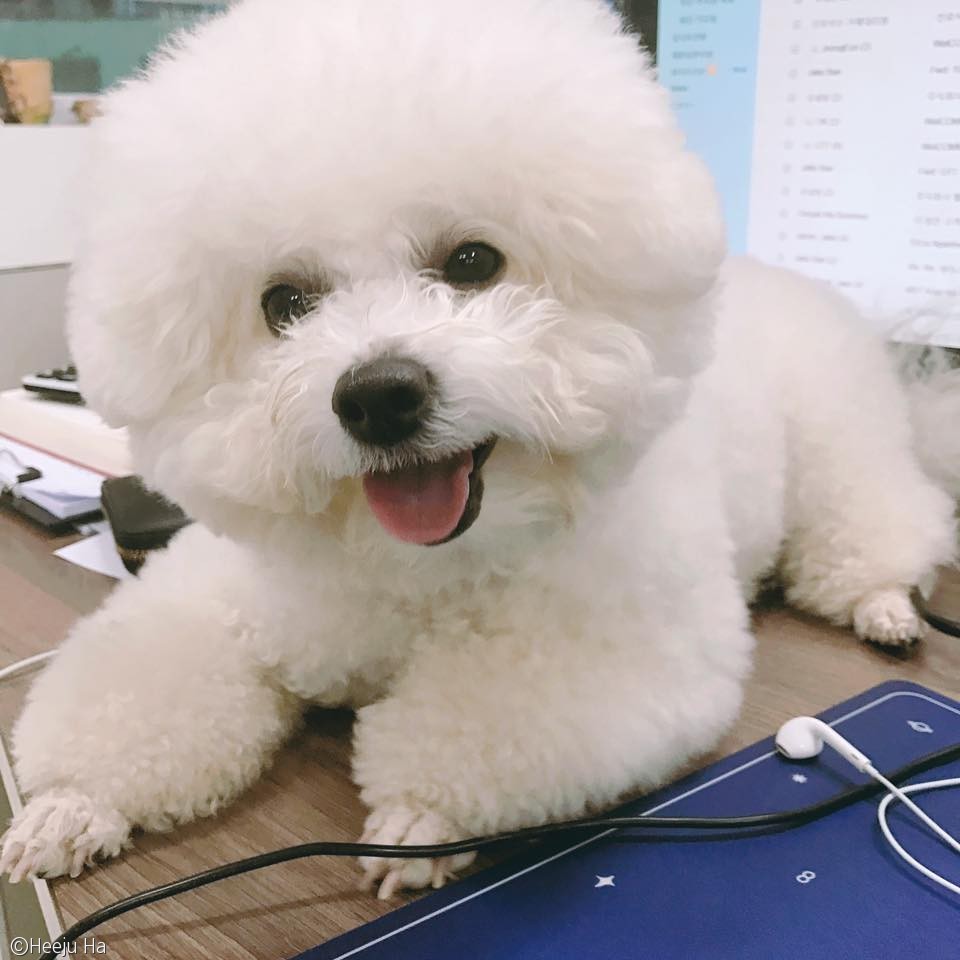 노트펫