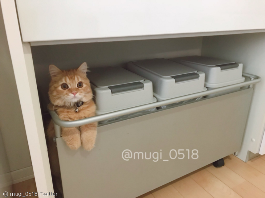 노트펫