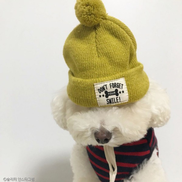 노트펫