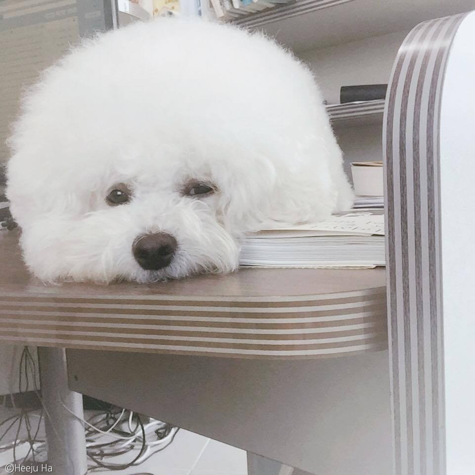 노트펫