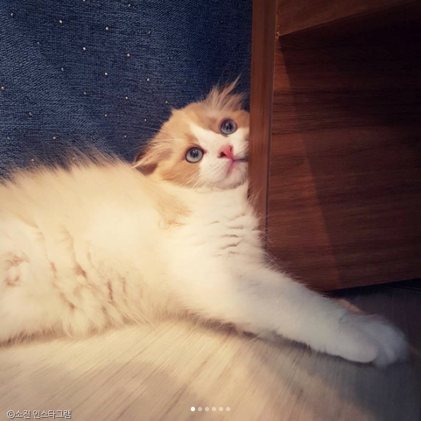 노트펫