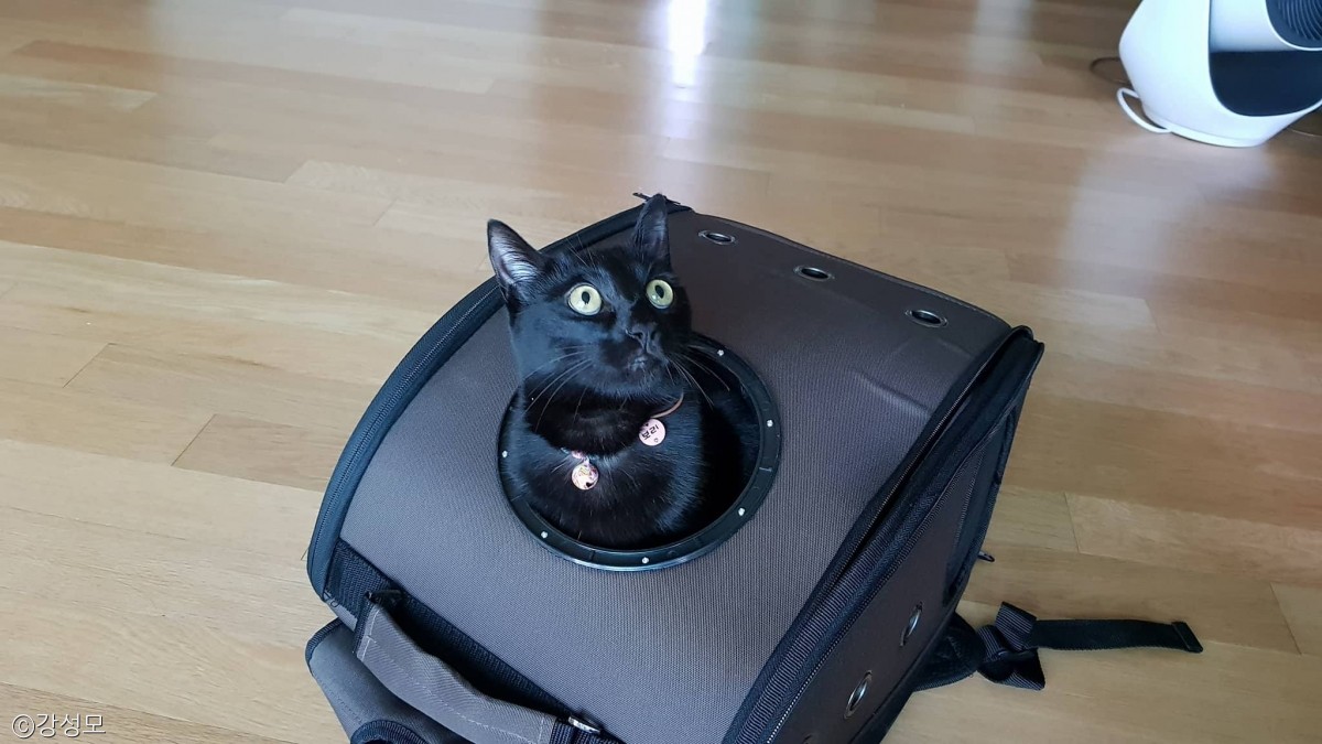 노트펫