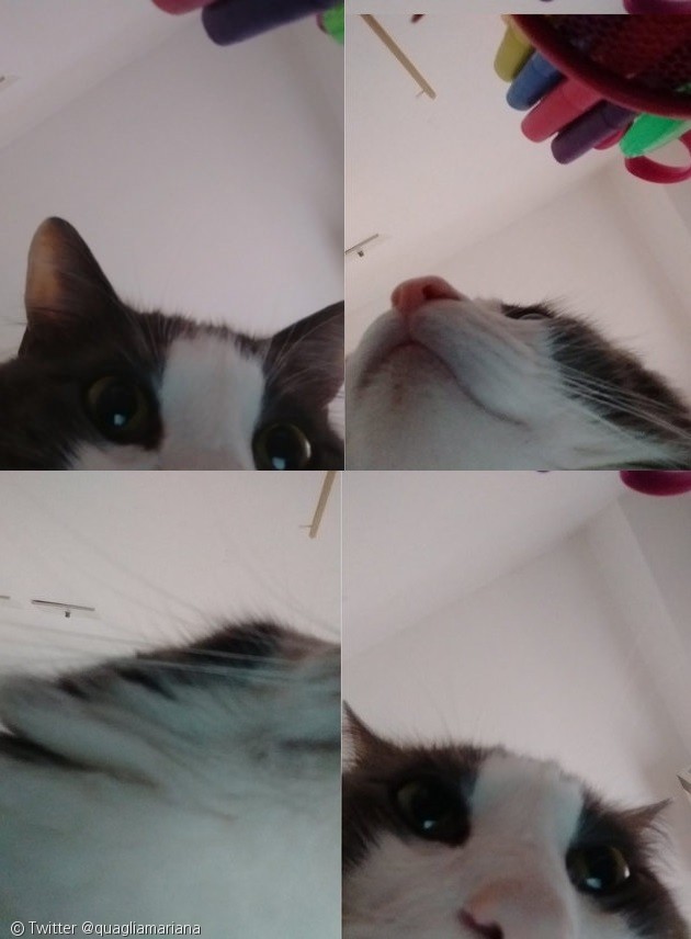 노트펫