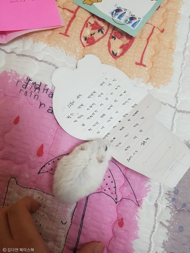 노트펫