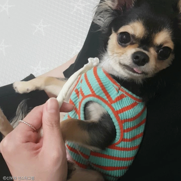 노트펫