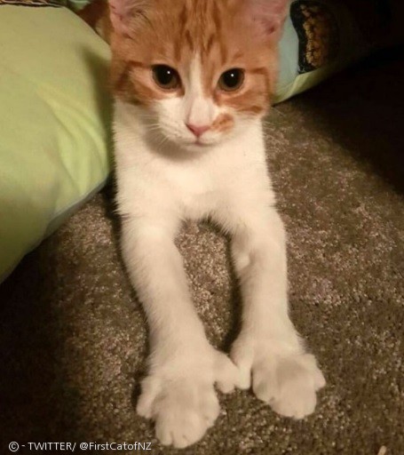 노트펫