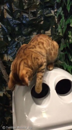 노트펫