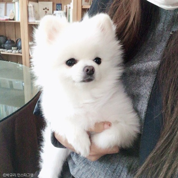 노트펫