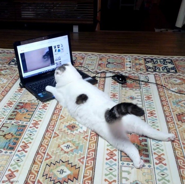 노트펫