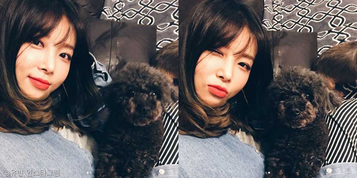 노트펫