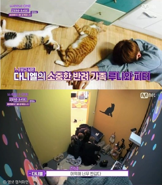 노트펫