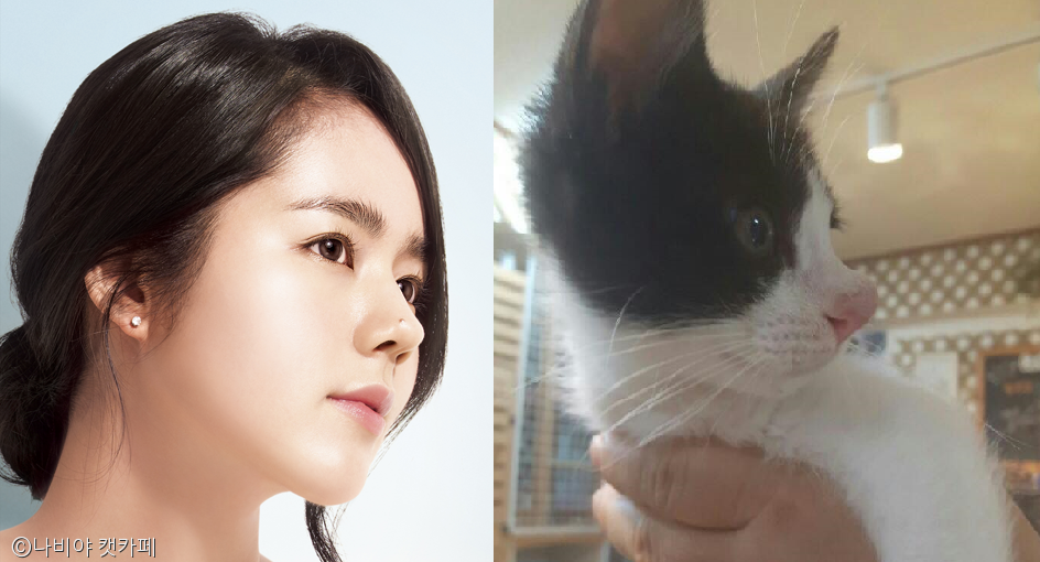 노트펫