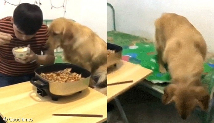 노트펫
