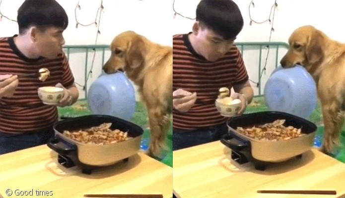 노트펫