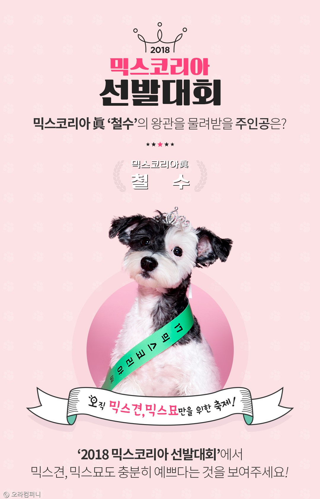 노트펫