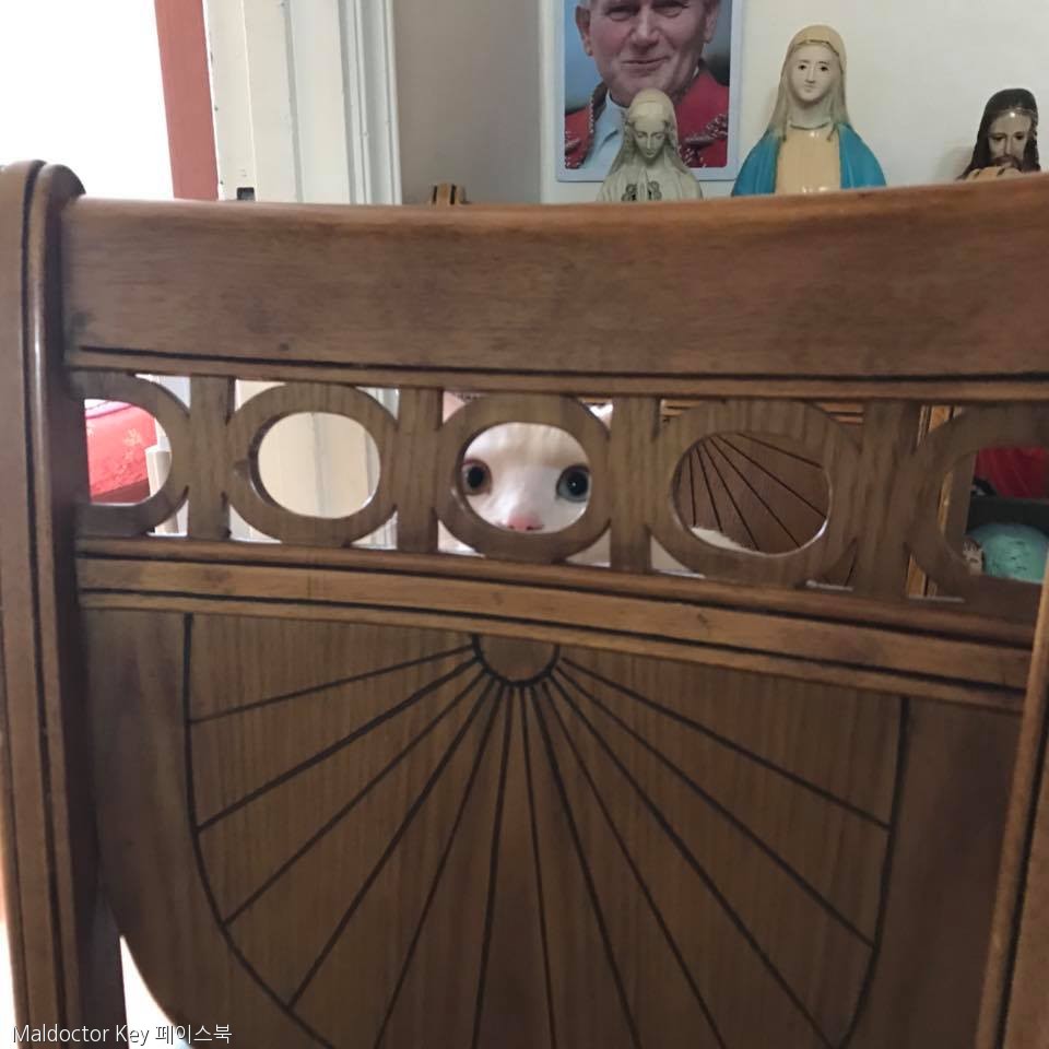 노트펫