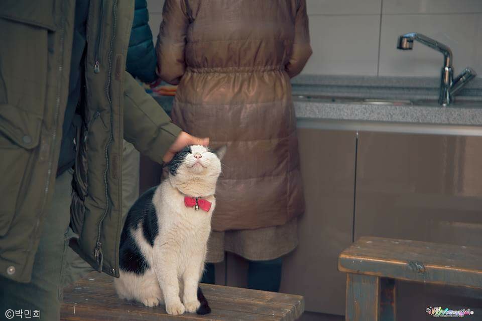 노트펫