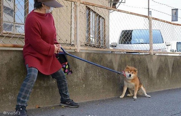 노트펫
