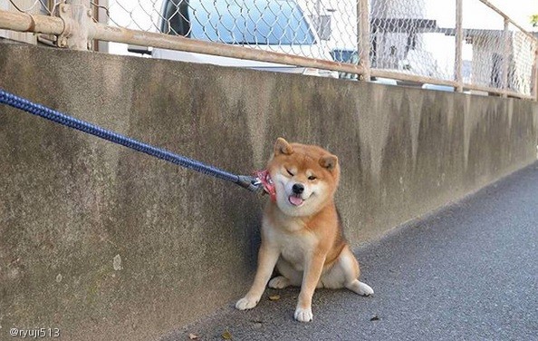 노트펫