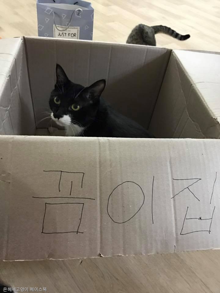 노트펫