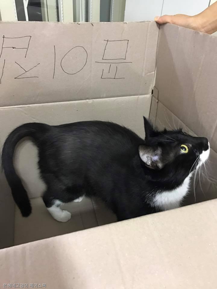 노트펫