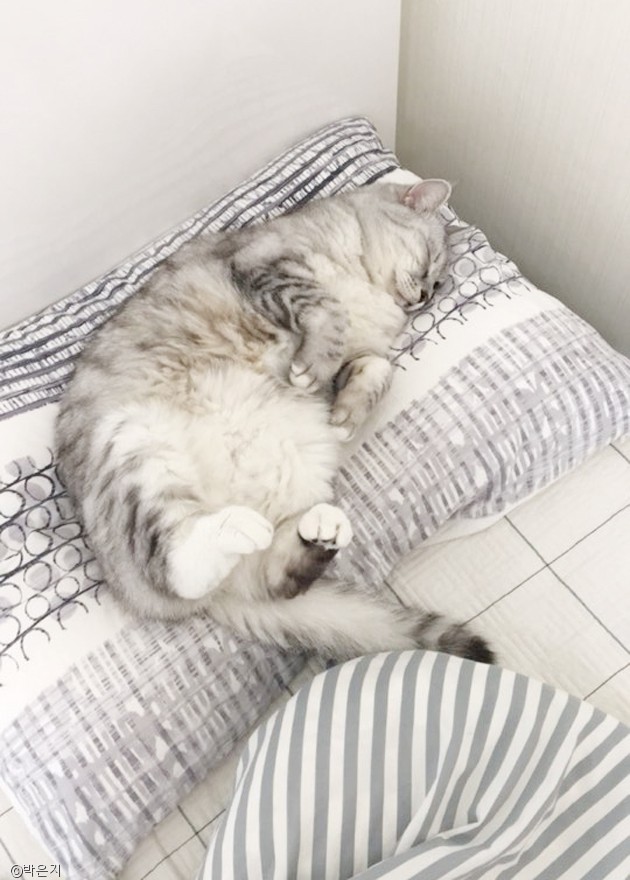 노트펫