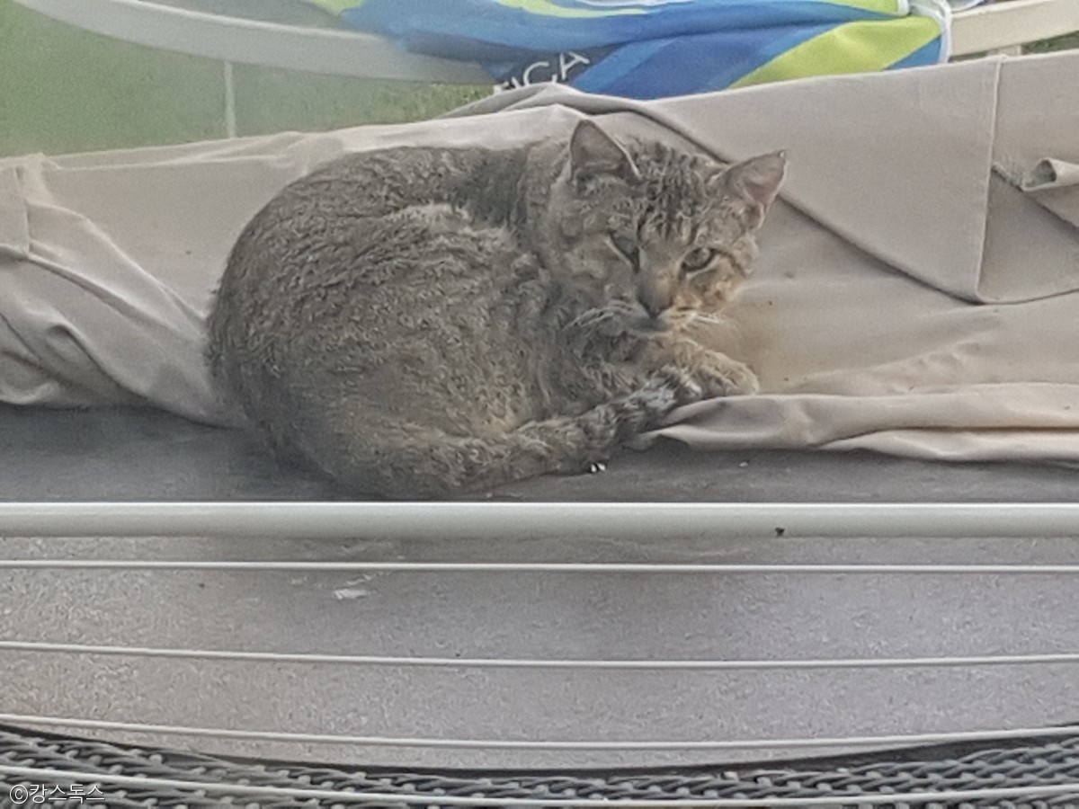 노트펫