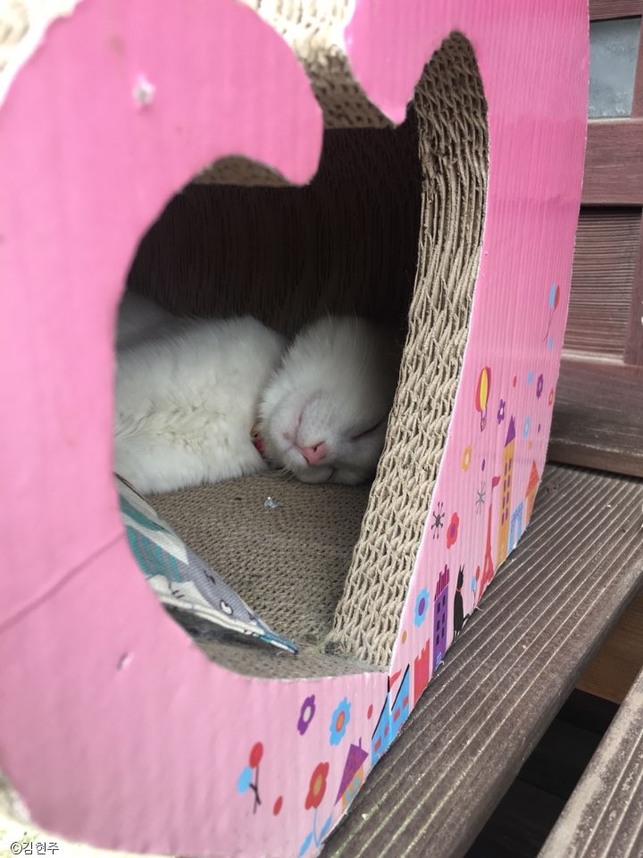노트펫