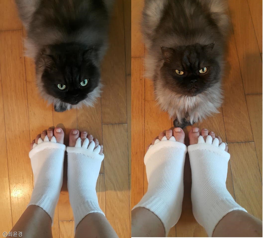 노트펫