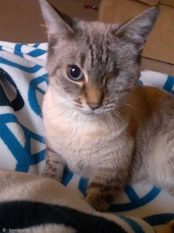 노트펫