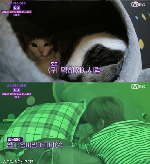 노트펫