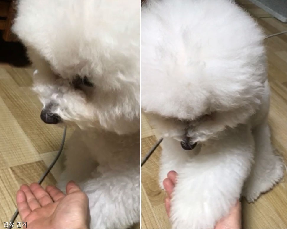 노트펫