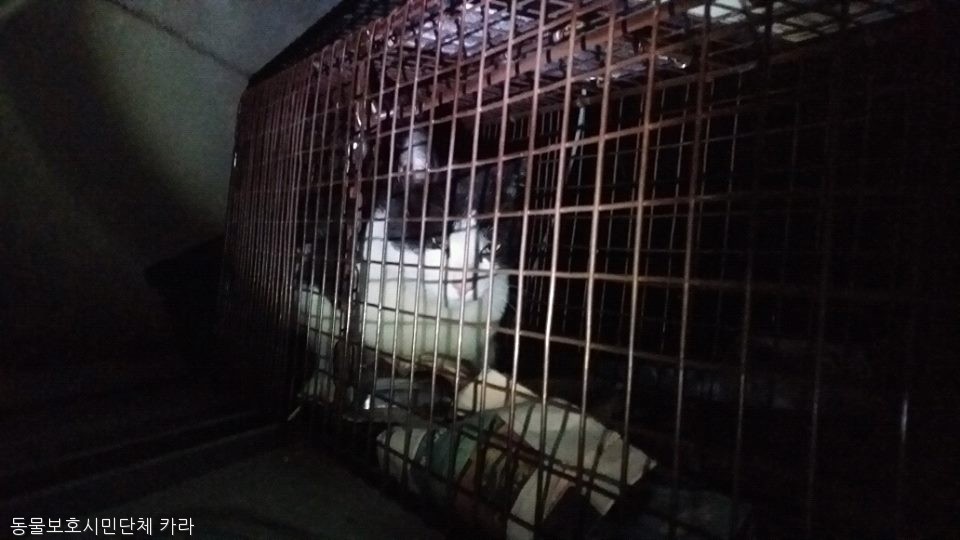 노트펫