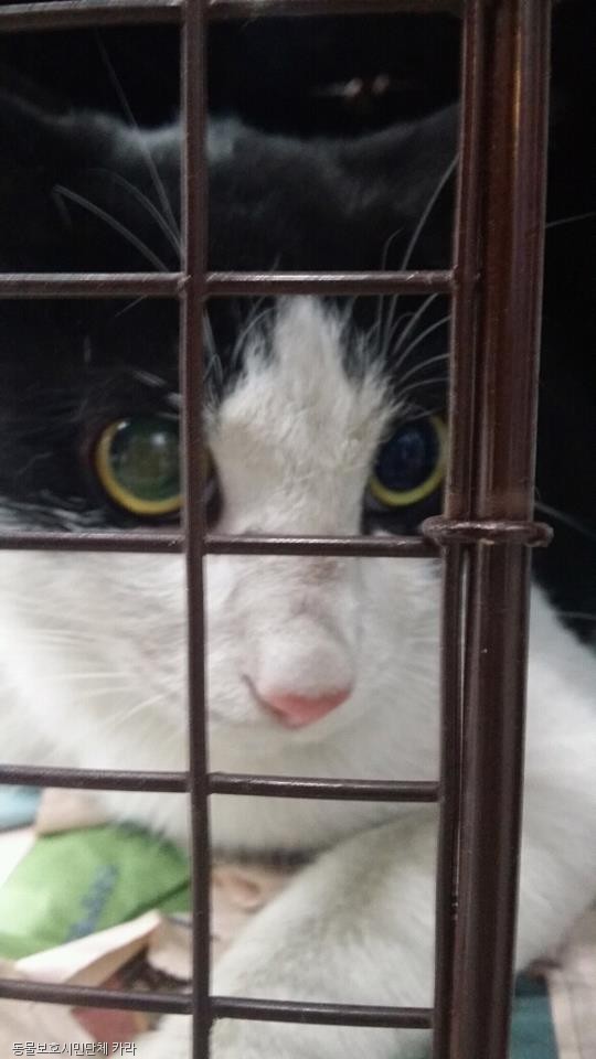 노트펫