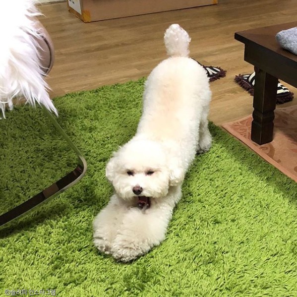 노트펫